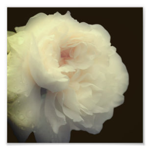 Foto Flor de rosa blanca a plena flor 8x8