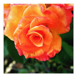 Foto Flor de rosa naranja