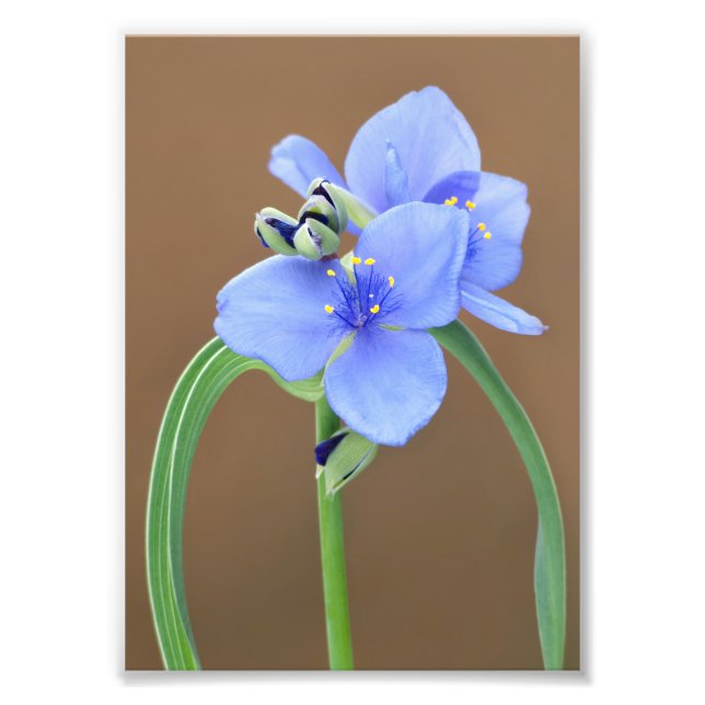 Foto Flor de Spiderwort (Frente)