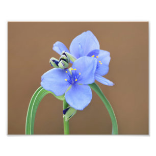 Foto Flor de Spiderwort
