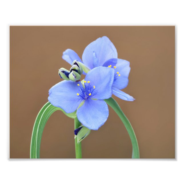 Foto Flor de Spiderwort (Frente)