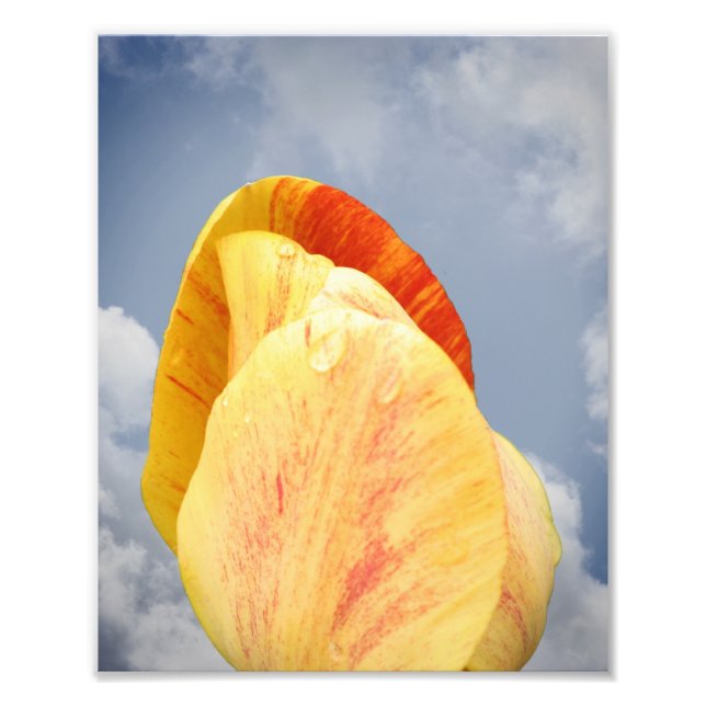 Foto Flor De Tulipán Amarillo En Cielo Azul 8x10 (Frente)