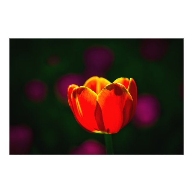 Foto Flor de tulipán rojo (Frente)