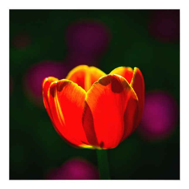 Foto Flor de tulipán rojo (Frente)