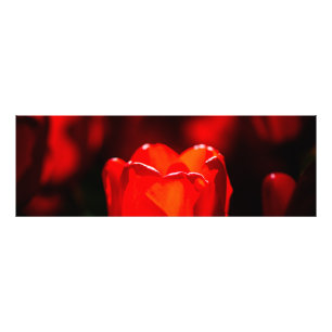 Foto Flor de tulipán rojo - Fuego