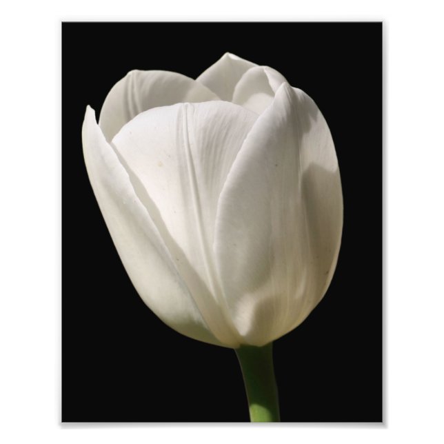 Foto Flor De Tulipano Blanco En Luz De Sol 8x10 (Frente)