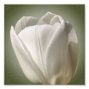 Foto Flor de tulipano blanco simple 8x8
