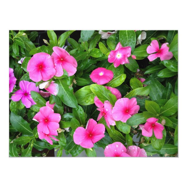 Foto Flor de vinca rosa Bush (Frente)