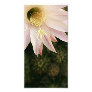 Foto Flor del cactus