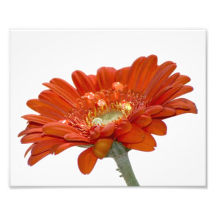 Foto Flor del Gerbera de la margarita anaranjada