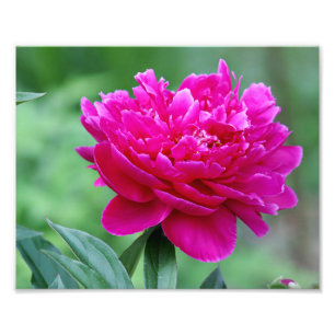 Foto Flor del Peony