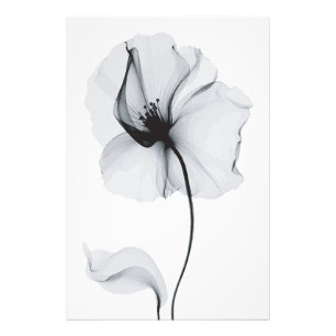 Foto Flor Deslumbrante: Reflejo Radiante de la Naturale