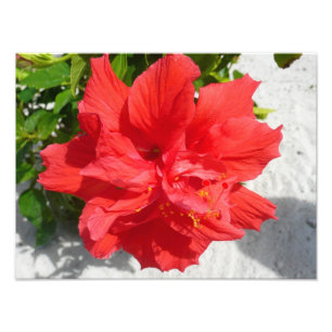 Foto Flor doble roja hibiscus
