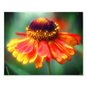 Foto Flor Dreamy Zinnia 8x10