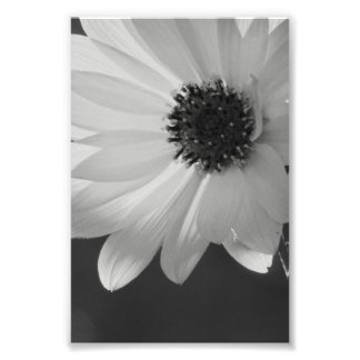 Foto Flor en B/W