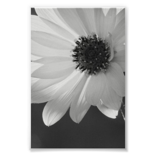 Foto Flor en B/W (Frente)
