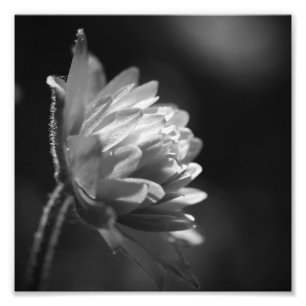 Foto Flor En Blanco Y Negro Con Luz De Sol 8x8