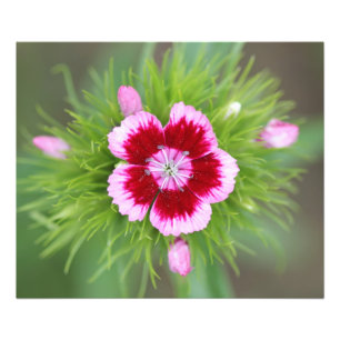 Foto Flor en el jardín