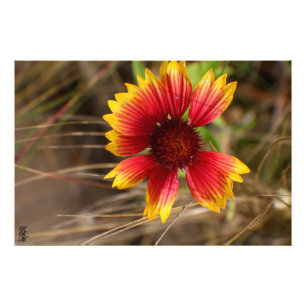 Foto Flor en el viento