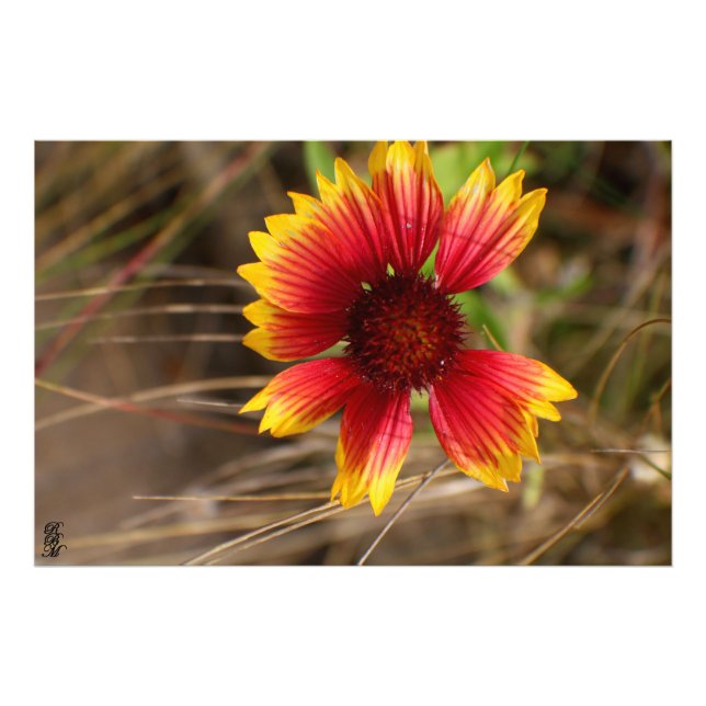 Foto Flor en el viento (Frente)