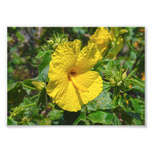 Foto Flor estatal amarilla Hibiscus Hawaii