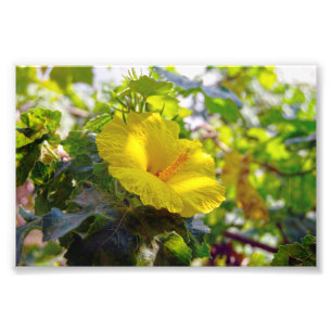 Foto Flor estatal amarilla Hibiscus Hawaii