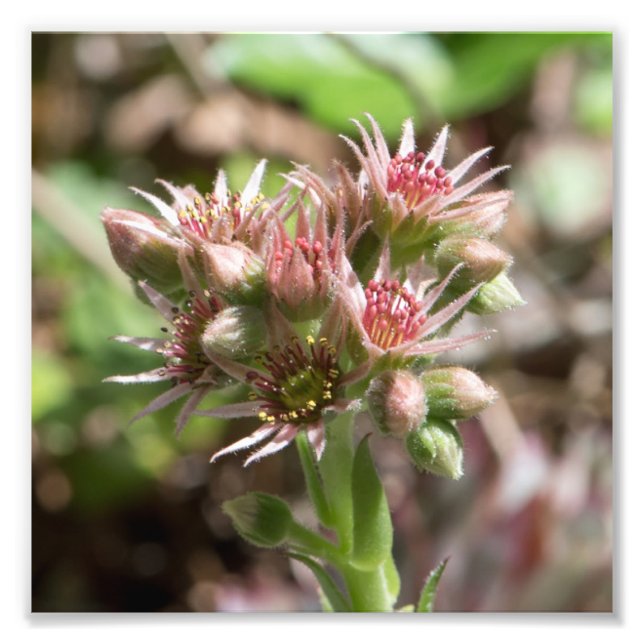 Foto Flor exitosa (Frente)