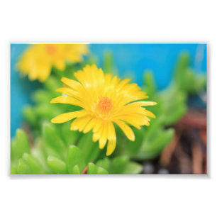 Foto Flor feliz amarilla exitosa