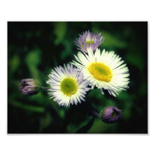 Foto Flor Fleabane Daisy Wild Flower Close Up 8x10