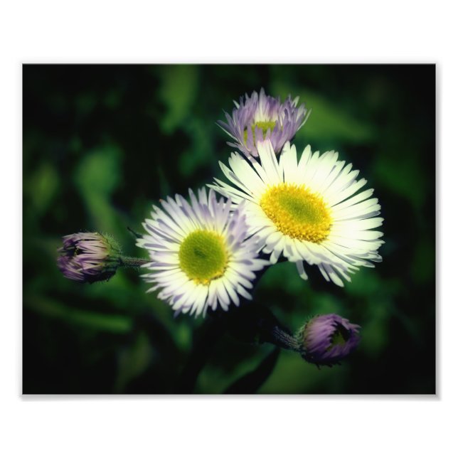 Foto Flor Fleabane Daisy Wild Flower Close Up 8x10 (Frente)