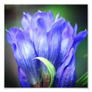 Foto Flor gentiana azul 8x8