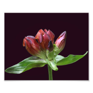 Foto Flor gentiana roja en flor cercana 8x10