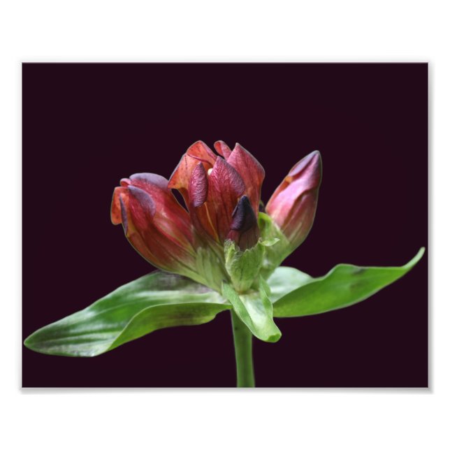 Foto Flor gentiana roja en flor cercana 8x10 (Frente)