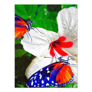 Foto Flor hibiscus con Poster Glossy de larga duración 