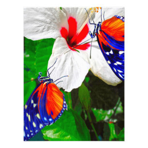 Foto Flor hibiscus con Poster Glossy de larga duración 