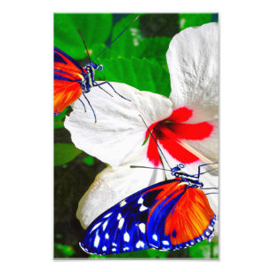 Foto Flor hibiscus con Poster Glossy de larga duración
