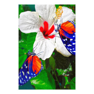 Foto Flor hibiscus con Poster Glossy de larga duración 
