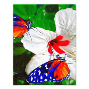 Foto Flor hibiscus con Poster Glossy de larga duración 