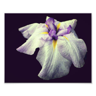 Foto Flor Iris japonesa púrpura se cierra 8x10