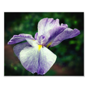 Foto Flor Iris japonesa púrpura se despliega 8x10