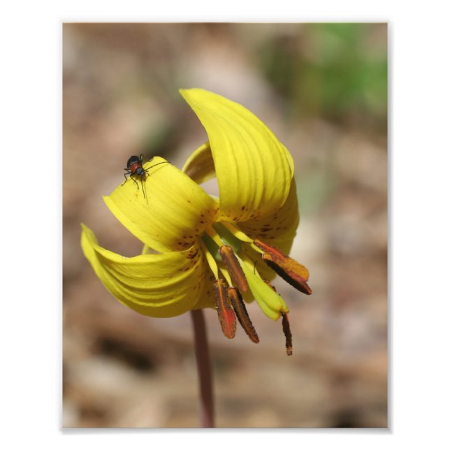 Foto Flor Lirio De Trucha Silvestre Y Amiga De Luciérna (Frente)