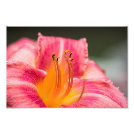 Foto Flor Lirio Rosa