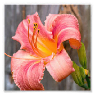 Foto Flor lirio rosada Cerrar