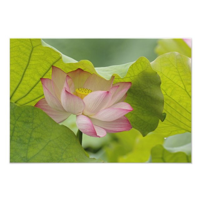 Foto Flor Lotus, Nelumbo nucifera, China (Frente)