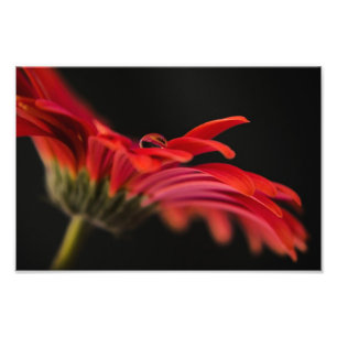 Foto Flor macra roja del Gerbera