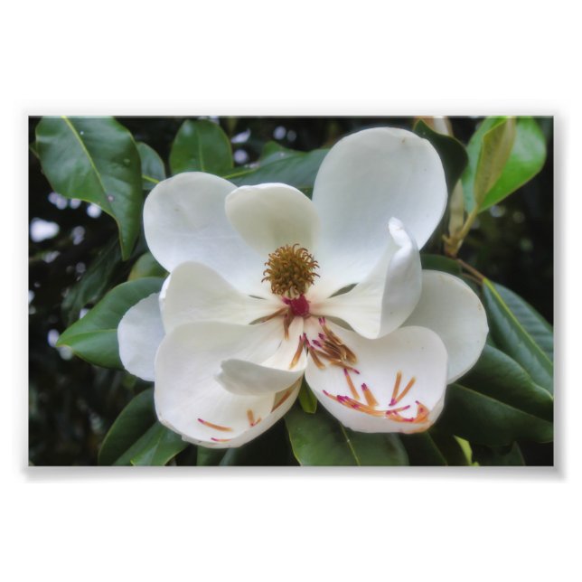 Foto Flor magnolia blanca (Frente)