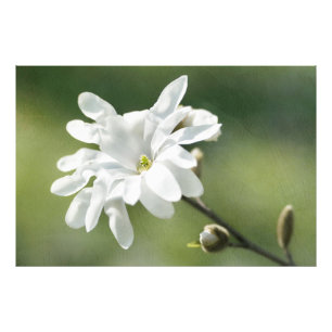 Foto Flor magnolia blanca