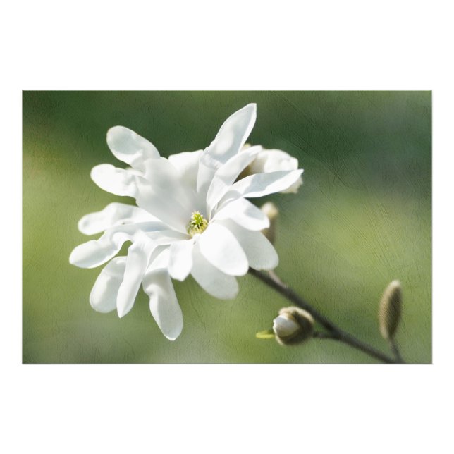 Foto Flor magnolia blanca (Frente)