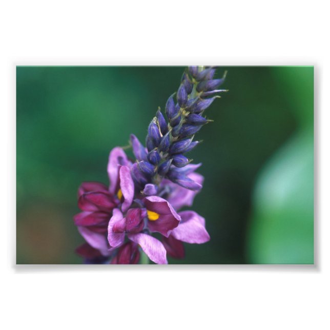 Foto Flor morada rosada en Kudzu florida (Frente)