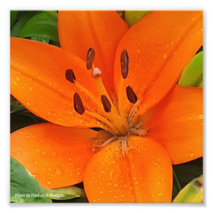 Foto Flor naranja